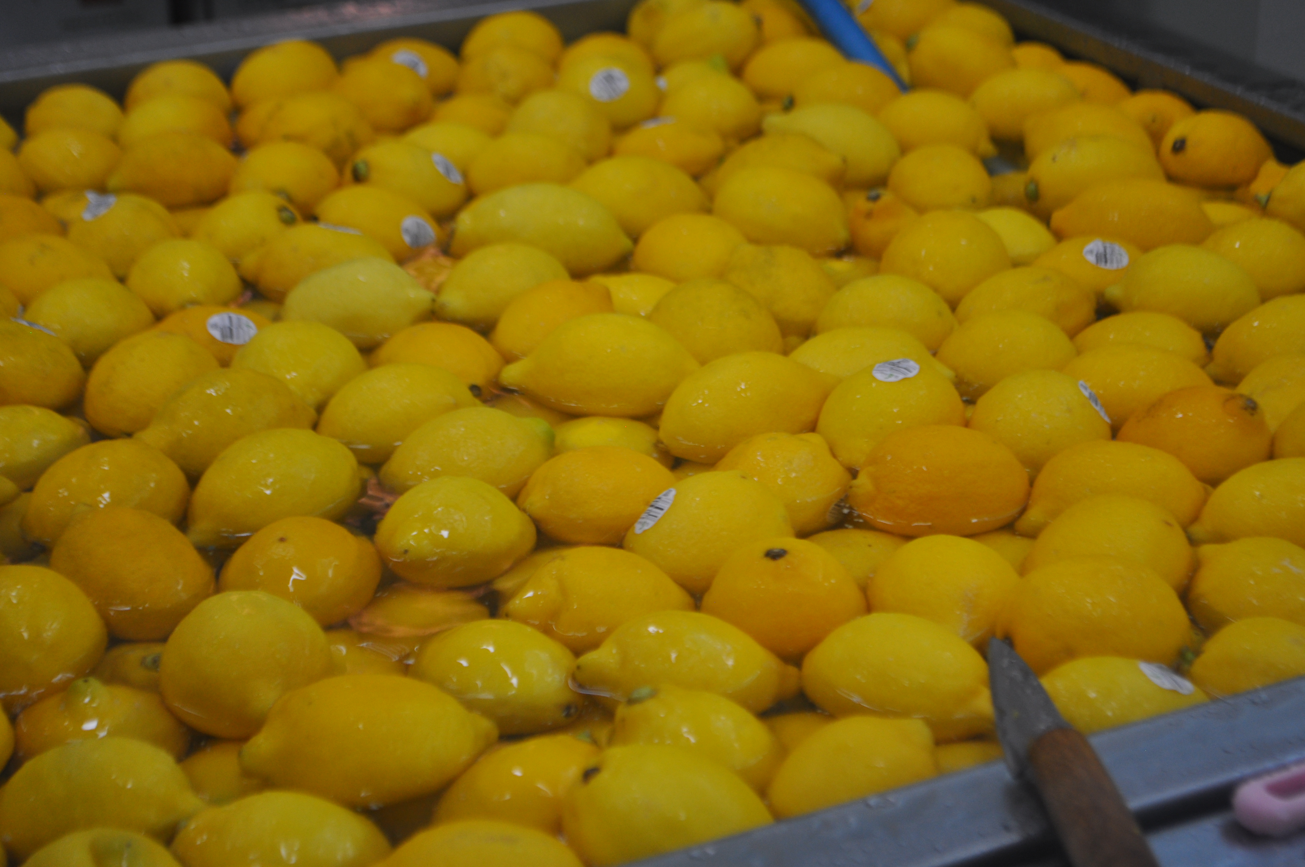 Fruit snack Quality from Korea Fruit Ripeness