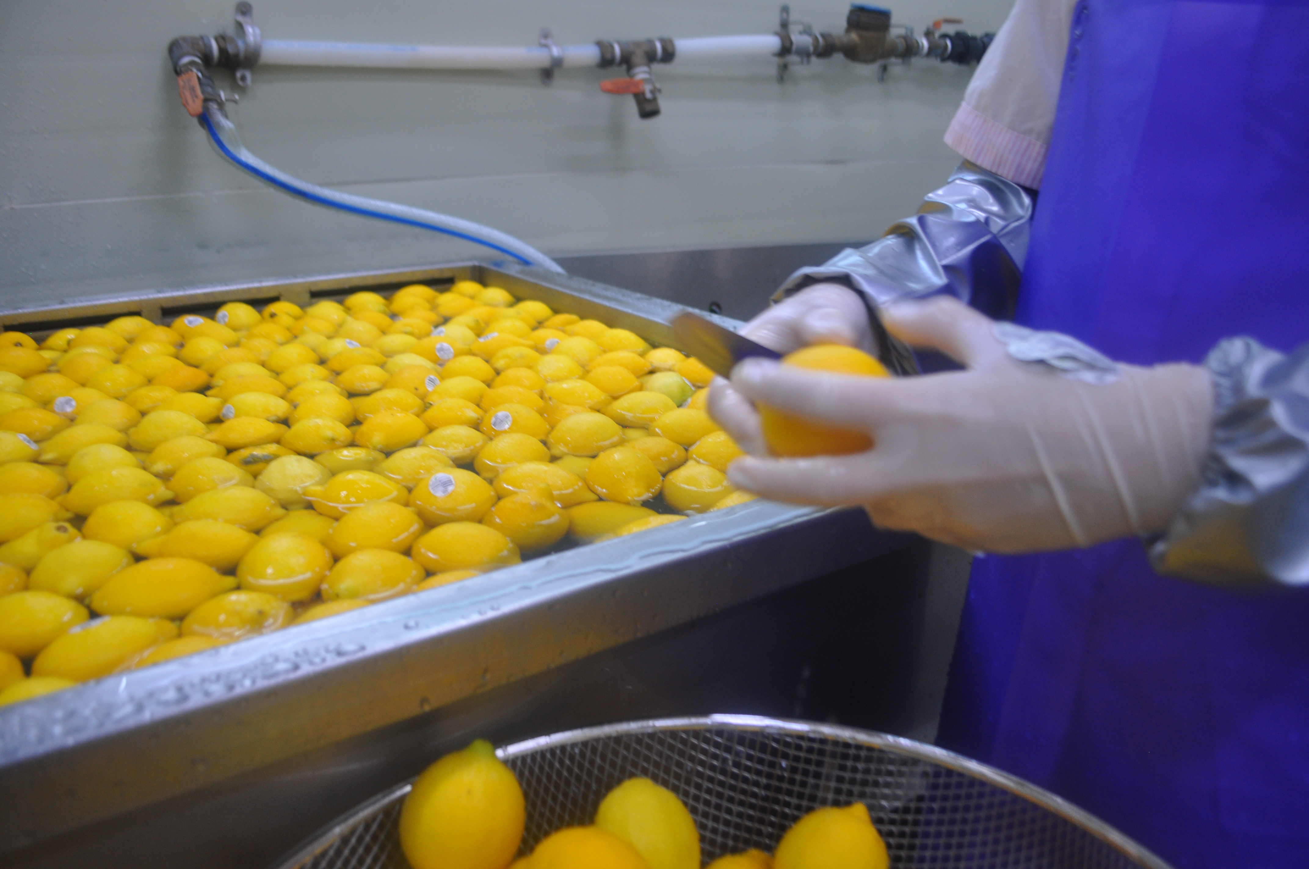 Seasonal Fruit Sourcing by Vosuck Food