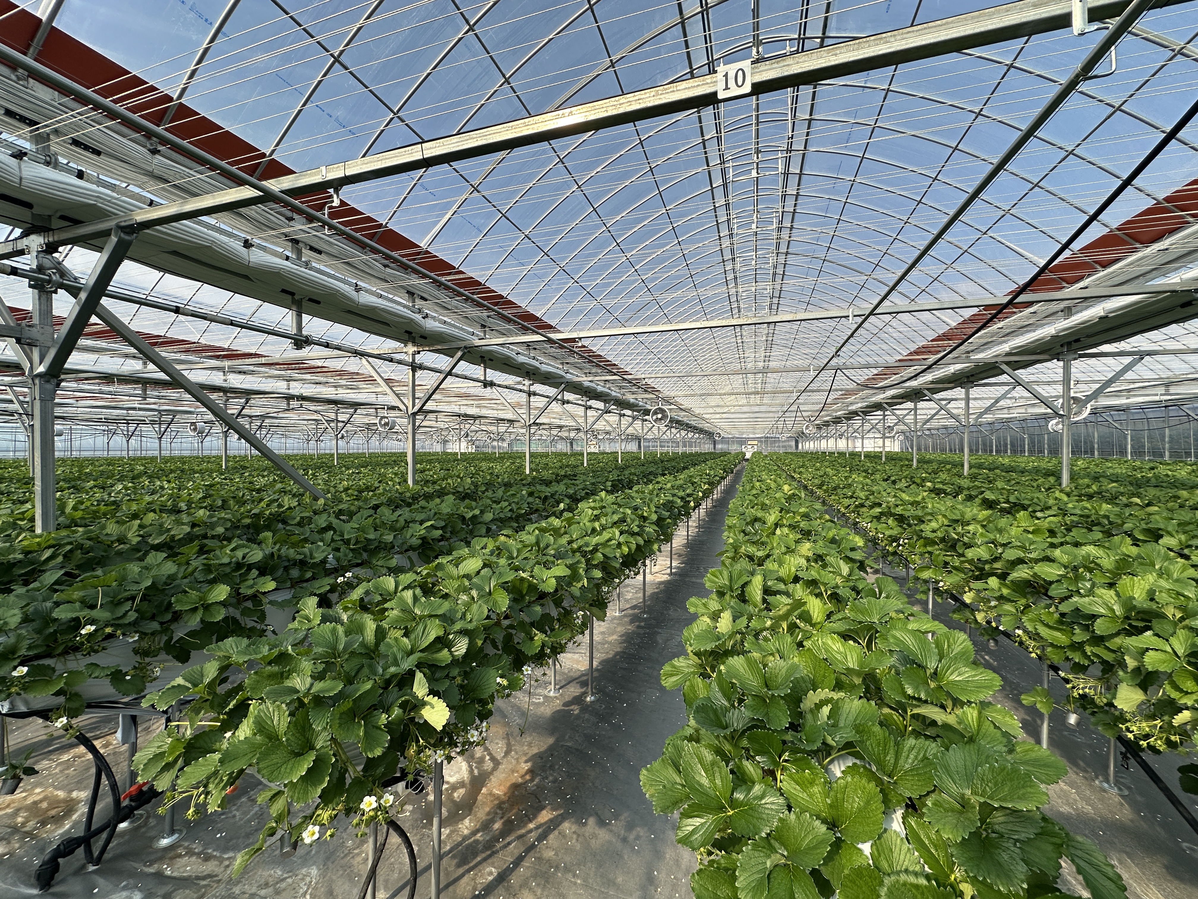 Korean Fruit Sources and Imported Fruit Sources in Vosuck Food Ingredients